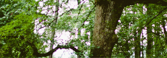 pic01-1 pic01-1